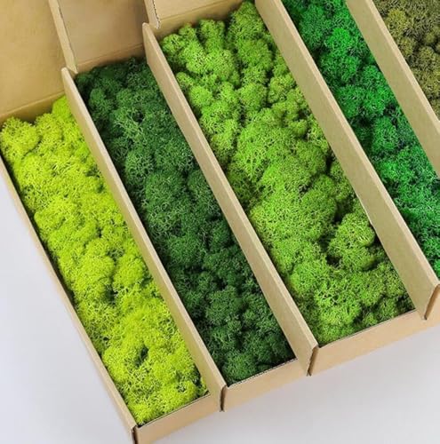 5 Color Mix Pack Preserved Reindeer Moss Natural Green DIY Kit Gardenning Art Wall Decor Florist Decor