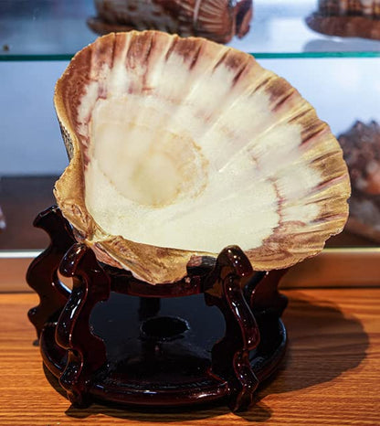 4 Pcs Polished Large Great Scallop Sea Shells 5~6 Inch