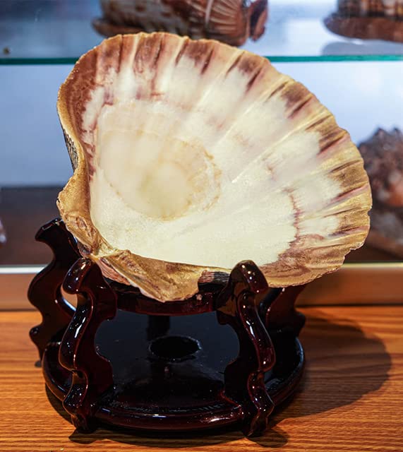 2 PCS Large Great Orange Lions Paw Scallop 5
