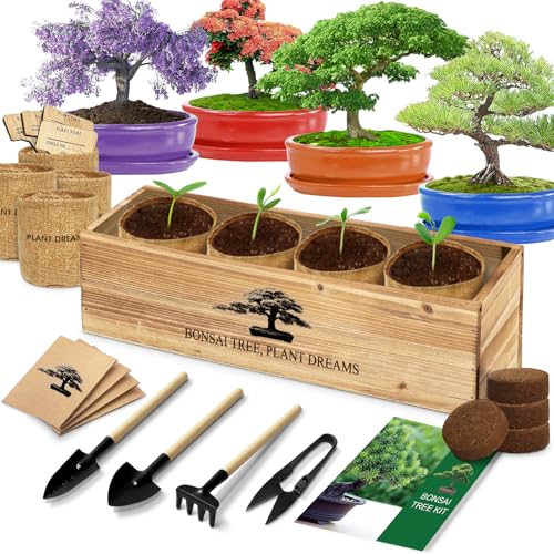Bonsai Tree Kit
