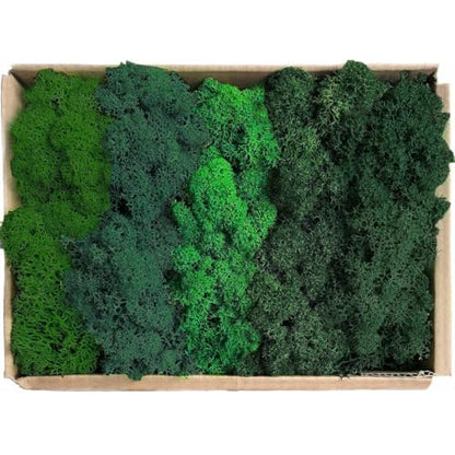 Preserved Reindeer Mix Craft Moss Natural Green DIY Kit Gardenning Art Wall Decor Florist Easter Table Decor Wedding Decor