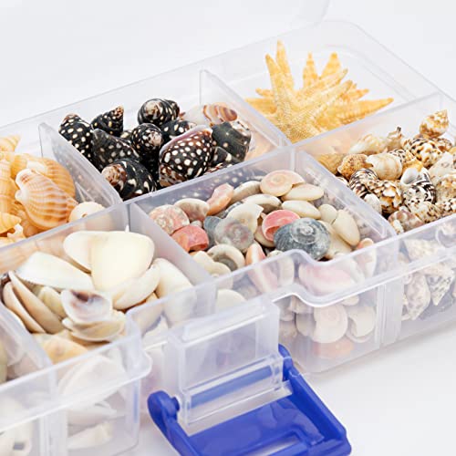 Premium Tiny Seashell Mix