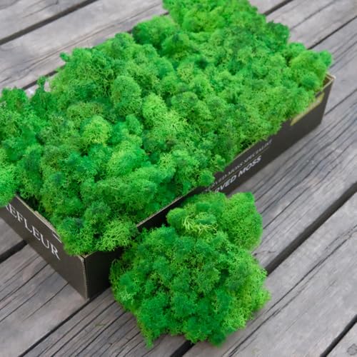 Preserved Reindeer Craft Moss Natural Green DIY Kit Gardenning Art Wall Decor Florist Easter Table Decor Wedding Decor
