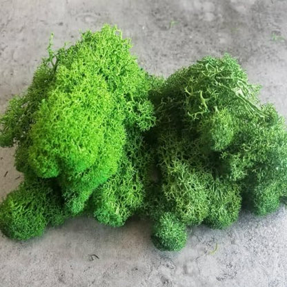 Preserved Reindeer Craft Moss Natural Green DIY Kit Gardenning Art Wall Decor Florist Easter Table Decor Wedding Decor