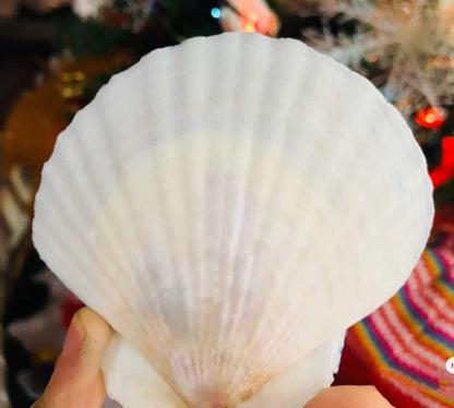 21Pcs Natural Scallop Sea Shells