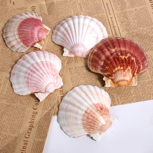 8 PCS 4 4.5 Inch Natural White&Pink Scallop Shells Sea Shells for DIY Craft Home Décor