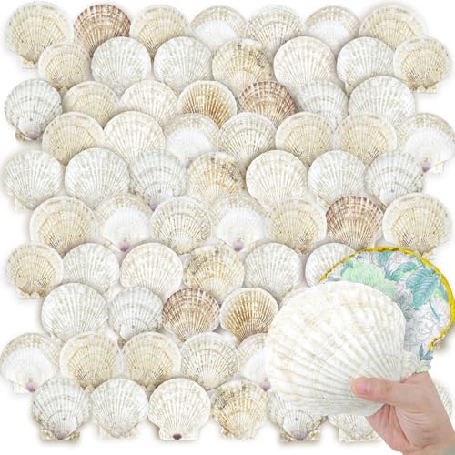 72PCS Scallop Shells for Crafts Large Beach Natural Shells Bulk for Decoupage DIY Crafts Seashell Decorations Home Decor White 4''