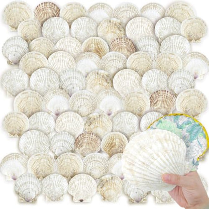 72PCS Scallop Shells for Crafts Large Beach Natural Shells Bulk for Decoupage DIY Crafts Seashell Decorations Home Decor White 4''