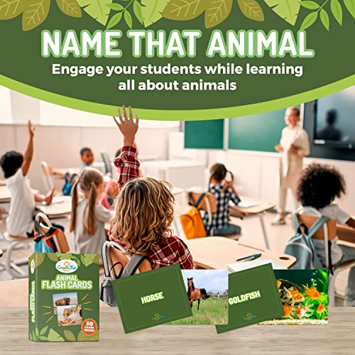 50 Animal Flash Cards