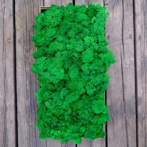Preserved Reindeer Craft Moss Natural Green DIY Kit Gardenning Art Wall Decor Florist Easter Table Decor Wedding Decor