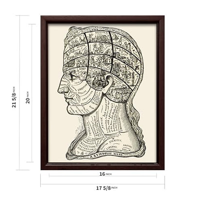 A Symbolic Head Phrenology Print 1899
