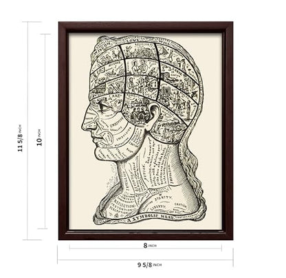 A Symbolic Head Phrenology Print 1899