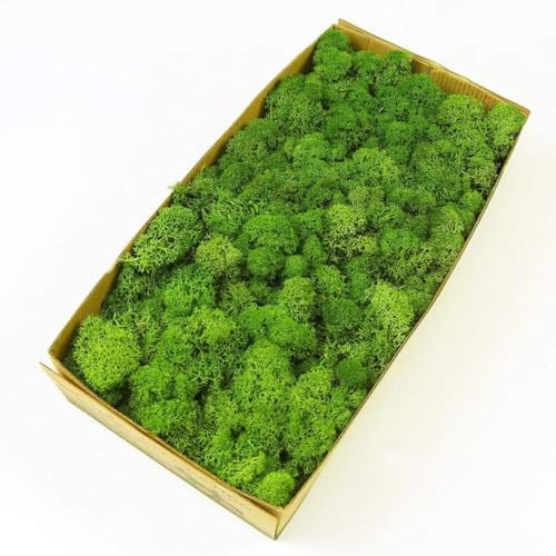 Preserved Reindeer Craft Moss Natural Green DIY Kit Gardenning Art Wall Decor Florist Easter Table Decor Wedding Decor