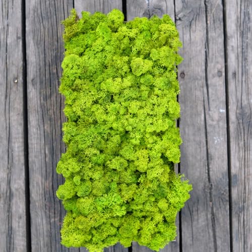 Preserved Reindeer Craft Moss Natural Green DIY Kit Gardenning Art Wall Florist Decor Easter Table Wedding Decor