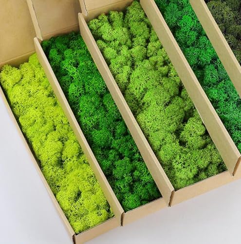 5 Color Mix Pack Preserved Reindeer Moss Natural Green DIY Kit Gardenning Art Wall Decor Florist Decor