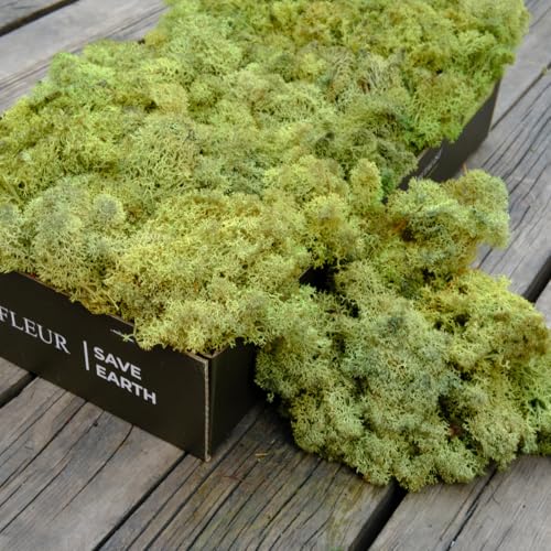 Preserved Reindeer Craft Moss Natural Green DIY Kit Gardenning Art Wall Florist Decor Easter Table Decor Wedding Decor