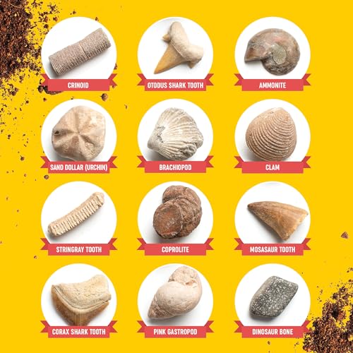 Real Fossil Dig Kit for Kids