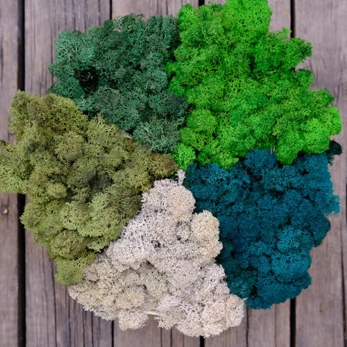 Preserved Reindeer Mix Craft Moss Natural Green DIY Kit Gardenning Art Wall Decor Florist Easter Table Decor Wedding Decor