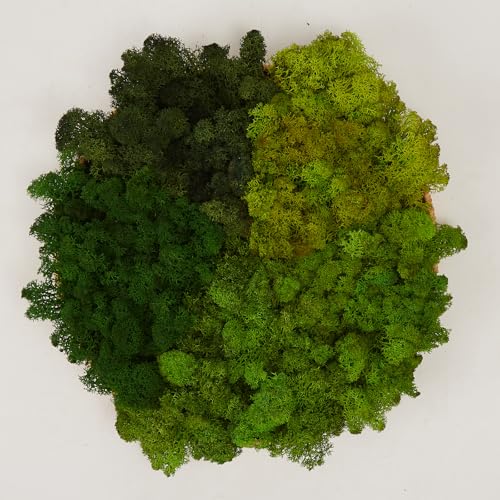 5 Color Mix Pack Preserved Reindeer Moss Natural Green DIY Kit Gardenning Art Wall Decor Florist Decor