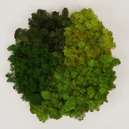 5 Color Mix Pack Preserved Reindeer Moss Natural Green DIY Kit Gardenning Art Wall Decor Florist Decor