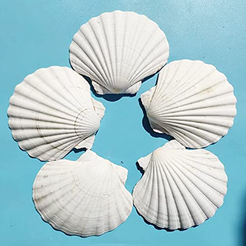 15 PCS 3.5 4 inch Large Scallop Shells Baking Sea Shells Large Natural White Scallop Shell From Sea Beach For DIY Craft Decor