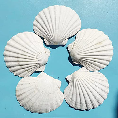 15 PCS 3.5 4 inch Large Scallop Shells Baking Sea Shells Large Natural White Scallop Shell From Sea Beach For DIY Craft Decor
