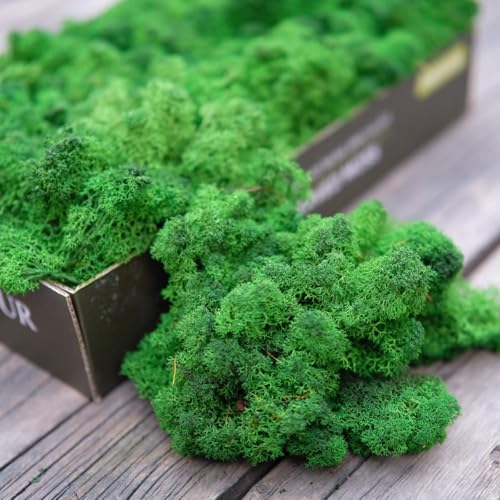 Preserved Reindeer Craft Moss Natural Green DIY Kit Gardenning Art Wall Florist Easter Table Wedding