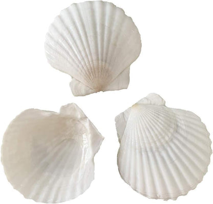 20 pcs 2 3 inch Natural Scallop Shells White Sea Shells from Sea Beach for DIY Craft Home Décor