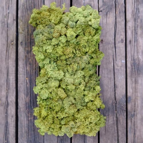 Preserved Reindeer Craft Moss Natural Green DIY Kit Gardenning Art Wall Florist Decor Easter Table Decor Wedding Decor