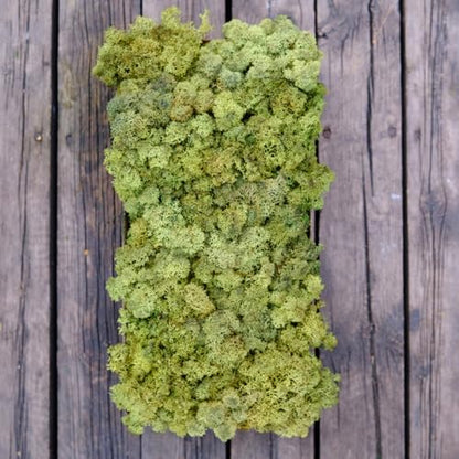 Preserved Reindeer Craft Moss Natural Green DIY Kit Gardenning Art Wall Florist Decor Easter Table Decor Wedding Decor