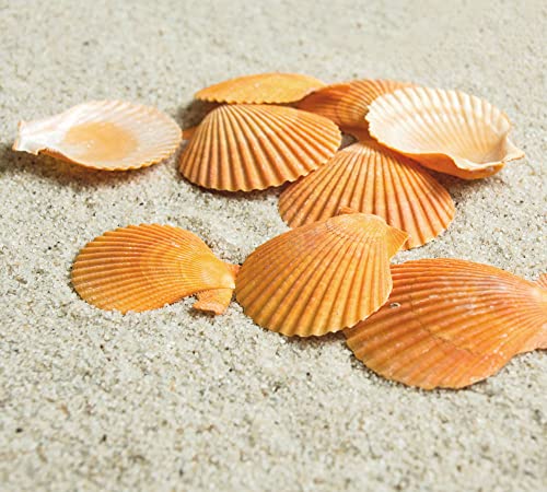 Yellow Sea Shells 50+ Pcs Scallop Shells for Baking Cooking