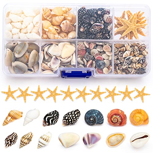 Premium Tiny Seashell Mix