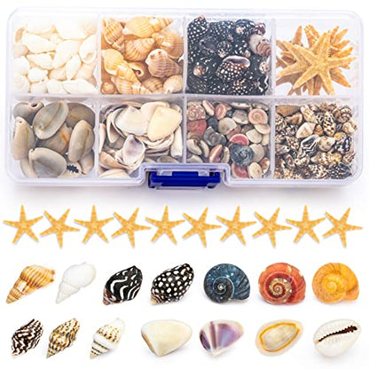 Premium Tiny Seashell Mix