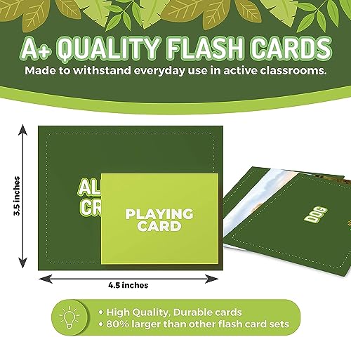 100 Animal Insect & Ocean Creatures Real Picture Flash Cards