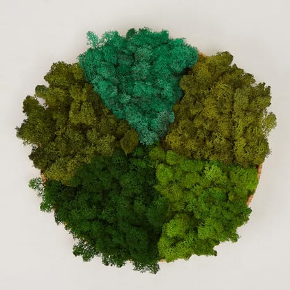 5 Color Mix Pack Preserved Reindeer Moss Natural Green DIY Kit Gardenning Art Wall Decor Florist Decor