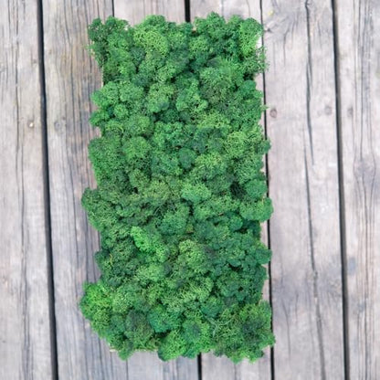 Preserved Reindeer Moss Natural Green DIY Kit Terrariums Gardenning Art Wall Decor Florist Decor Easter Table Decor Wedding Decor