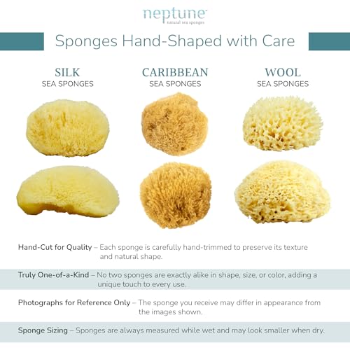 Caribbean Sea Sponge