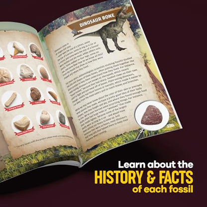 Real Fossil Dig Kit for Kids