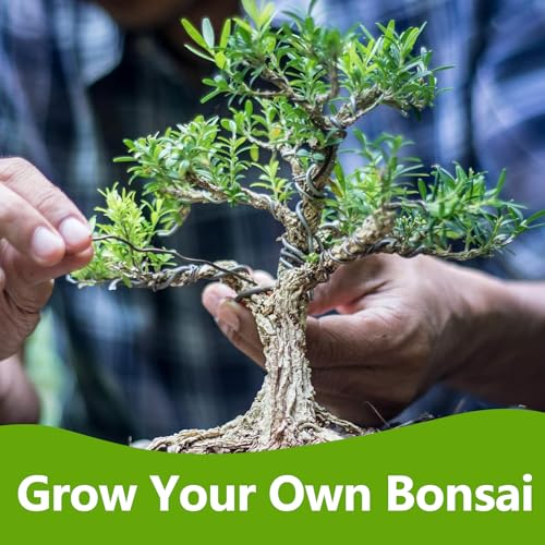 Bonsai Tree Kit