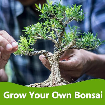 Bonsai Tree Kit
