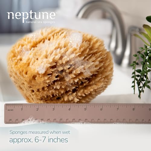 Caribbean Sea Sponge