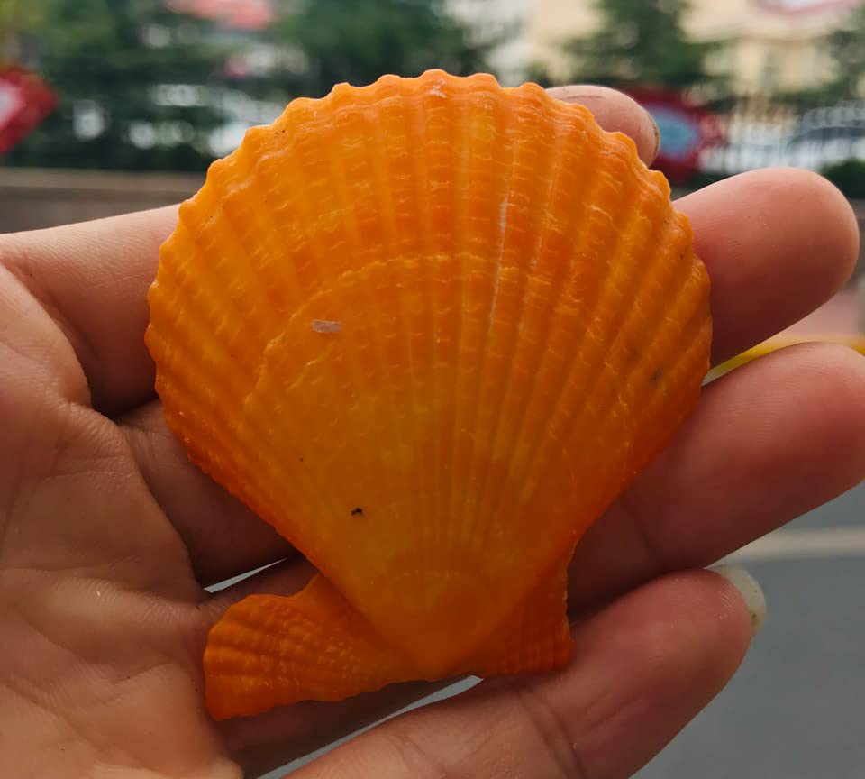 Yellow Sea Shells 50+ Pcs Scallop Shells for Baking Cooking