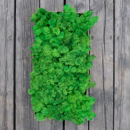 Preserved Reindeer Craft Moss Natural Green DIY Kit Gardenning Art Wall Decor Florist Easter Table Decor Wedding Decor