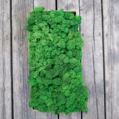 Preserved Reindeer Craft Moss Natural Green DIY Kit Gardenning Art Wall Florist Easter Table Wedding