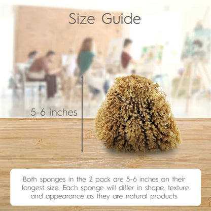 Natural Artist Sea Sponges for Painting 2 Pack (2 Count)