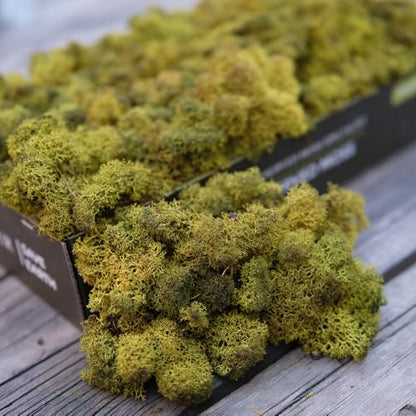 Preserved Reindeer Craft Moss Natural DIY Kit Gardenning Art Wall Olive Green Florist Easter Table Decor Wedding