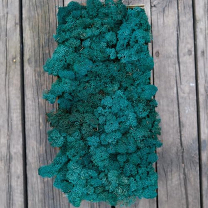 Preserved Reindeer Craft Moss Natural Green DIY Kit Gardenning Art Wall Decor Florist Easter Table Decor Wedding Decor