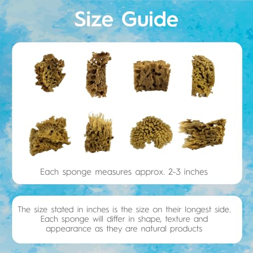 Artist Natural Sea Sponges for Painting 8 Pack (8 Count)
