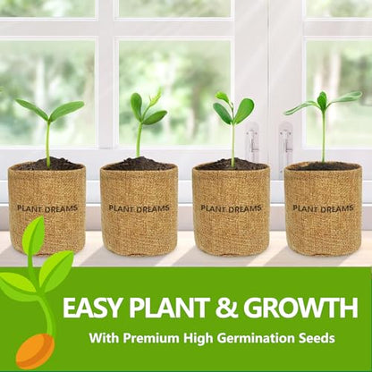 Bonsai Tree Kit