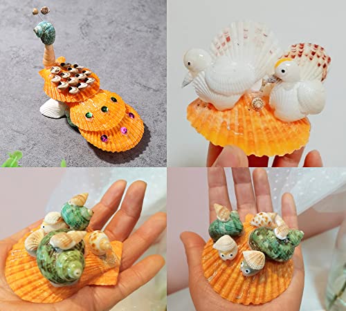 Yellow Sea Shells 50+ Pcs Scallop Shells for Baking Cooking